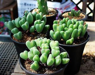 オスクラリア・琴爪菊とお勧めメセン | ☆ガマンマの ニク・サボ オスクラリア・琴爪菊とお勧めメセン | ☆ガマンマの ニク・サボ