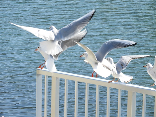 しながわ花海道にて