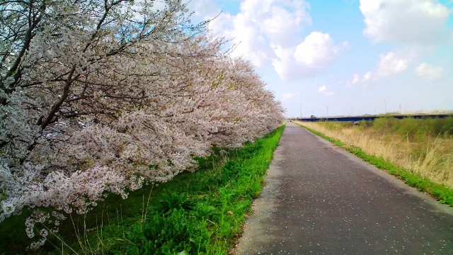 能代川・桜 (2).JPG