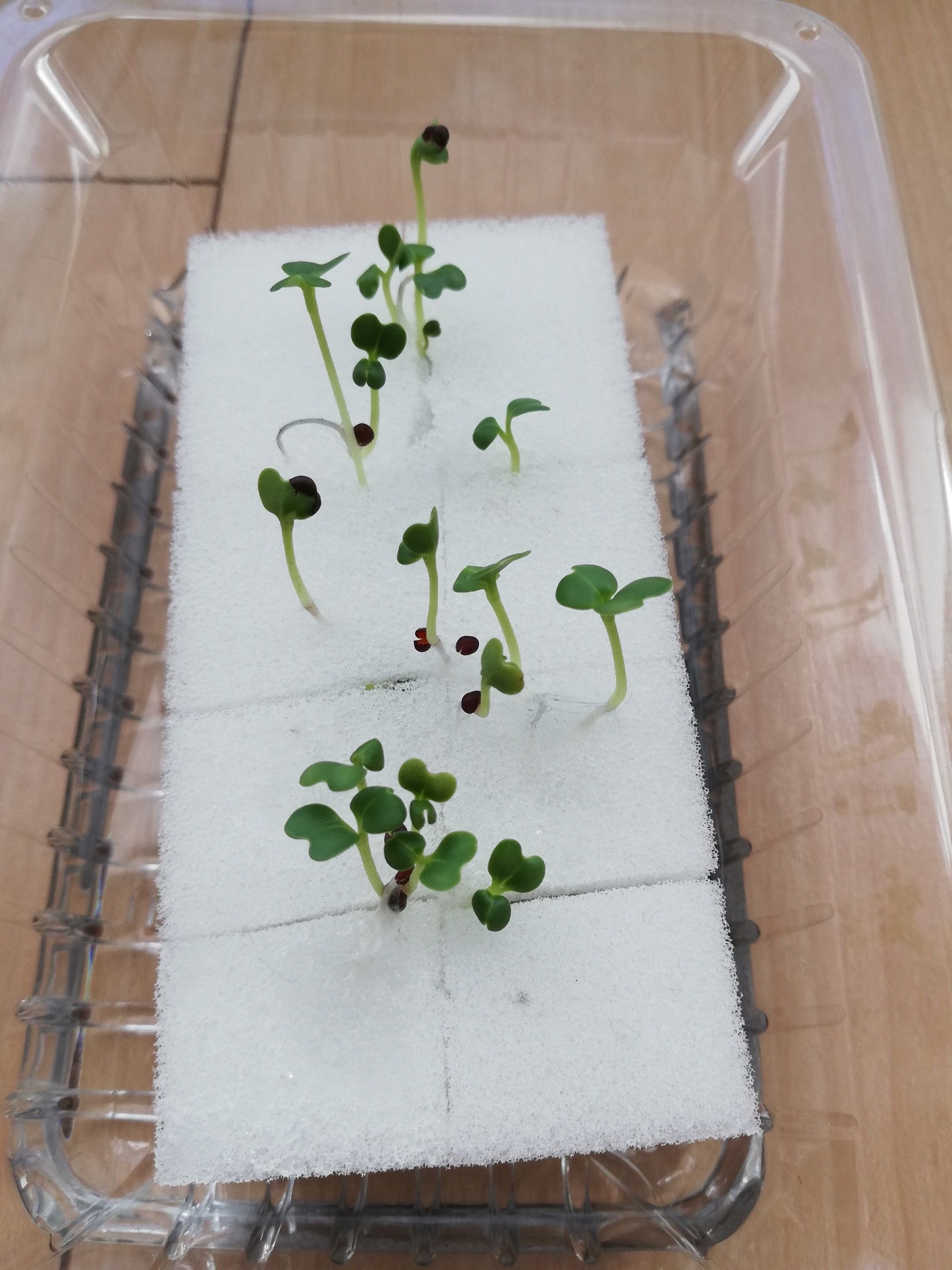 水菜とチンゲン菜の水耕栽培日記 ひもたんのゆるゆる日記 ヒモの錬金術師 楽天ブログ