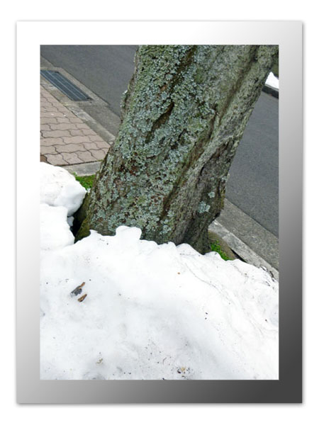 桜の根元の雪の塊