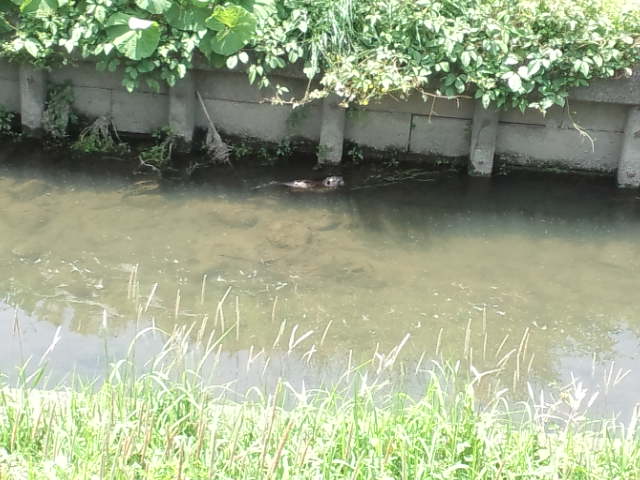 生物