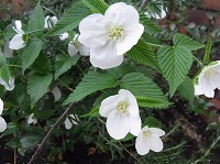 シロヤマブキ
