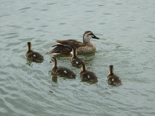 小池公園にて