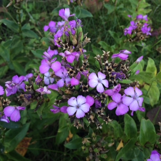 何の花？.jpg