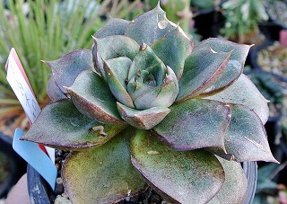 DSC_4096.jpg