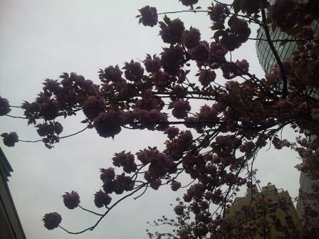 八重桜その4