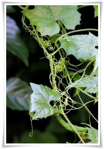 何の蔓？ 13.9.18