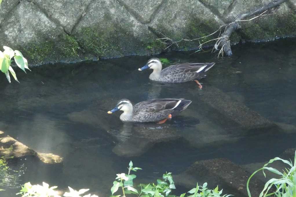 515