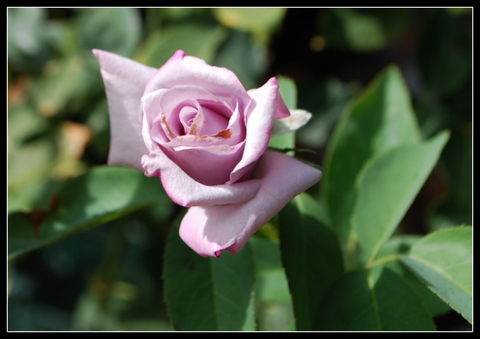 DSC_0013.JPG