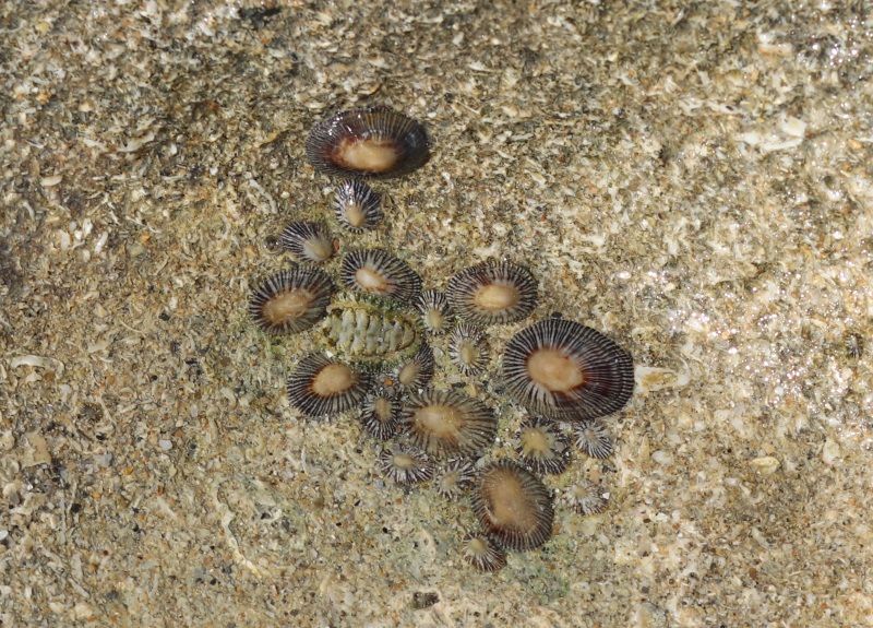 ヒザラガイ ひさかたのあめ 楽天ブログ