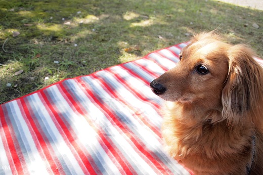 2013　お花見　桜　Mダックス　犬