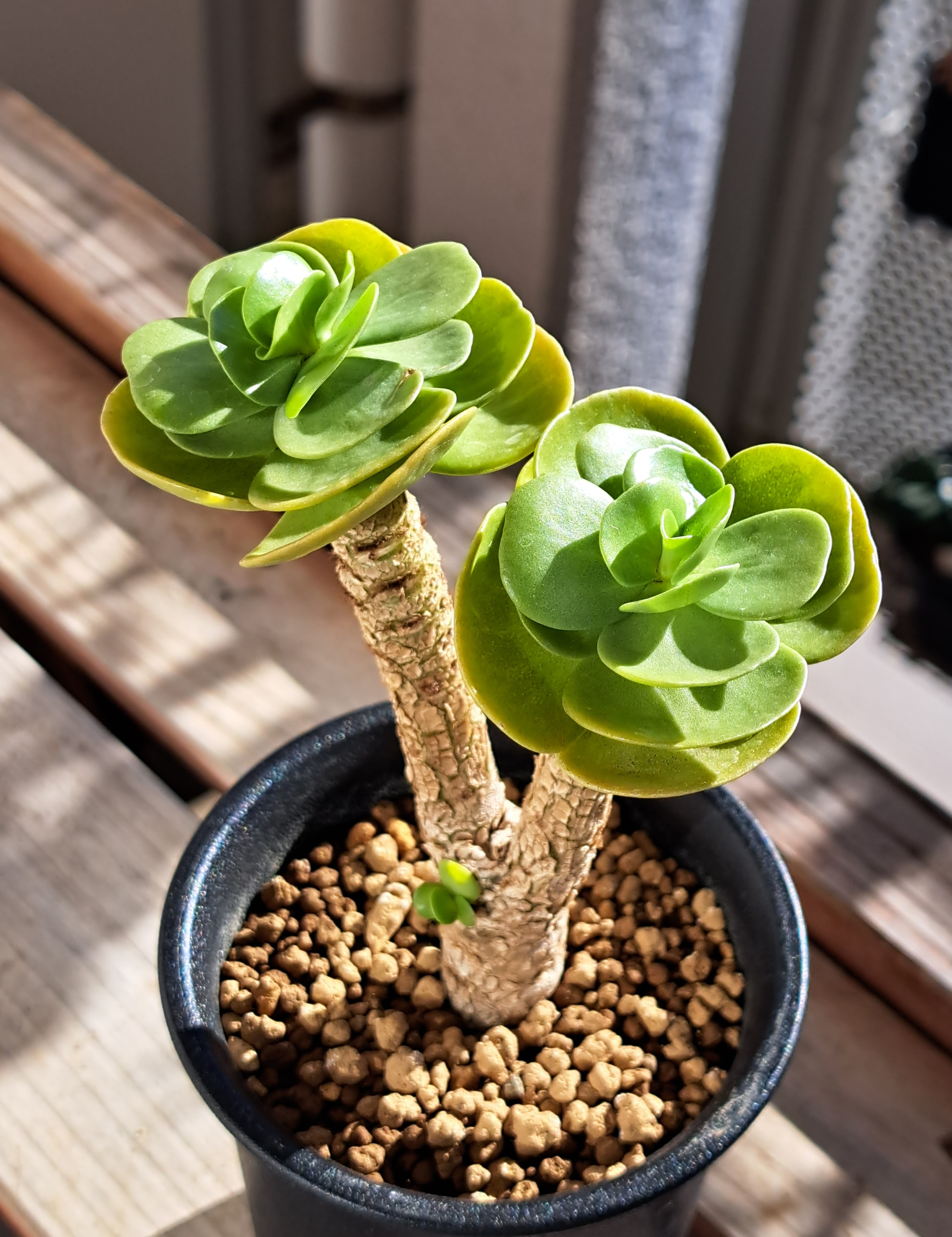 モロキニエンシス | デルオの多肉日記 - 楽天ブログ