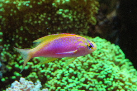 2014_0712ﾍﾞﾝﾄﾗ0017.JPG