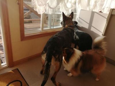 ジャーマンシェパードNinjaとEinとの暮らし - 楽天ブログ