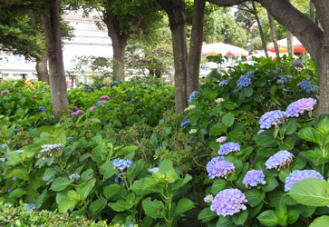 2012Flower56