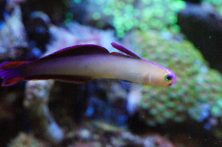 2014_0117ｶｸﾚ､ﾗｰｼﾞｽﾀﾎ､ﾏﾒｽﾅﾟ0016.JPG