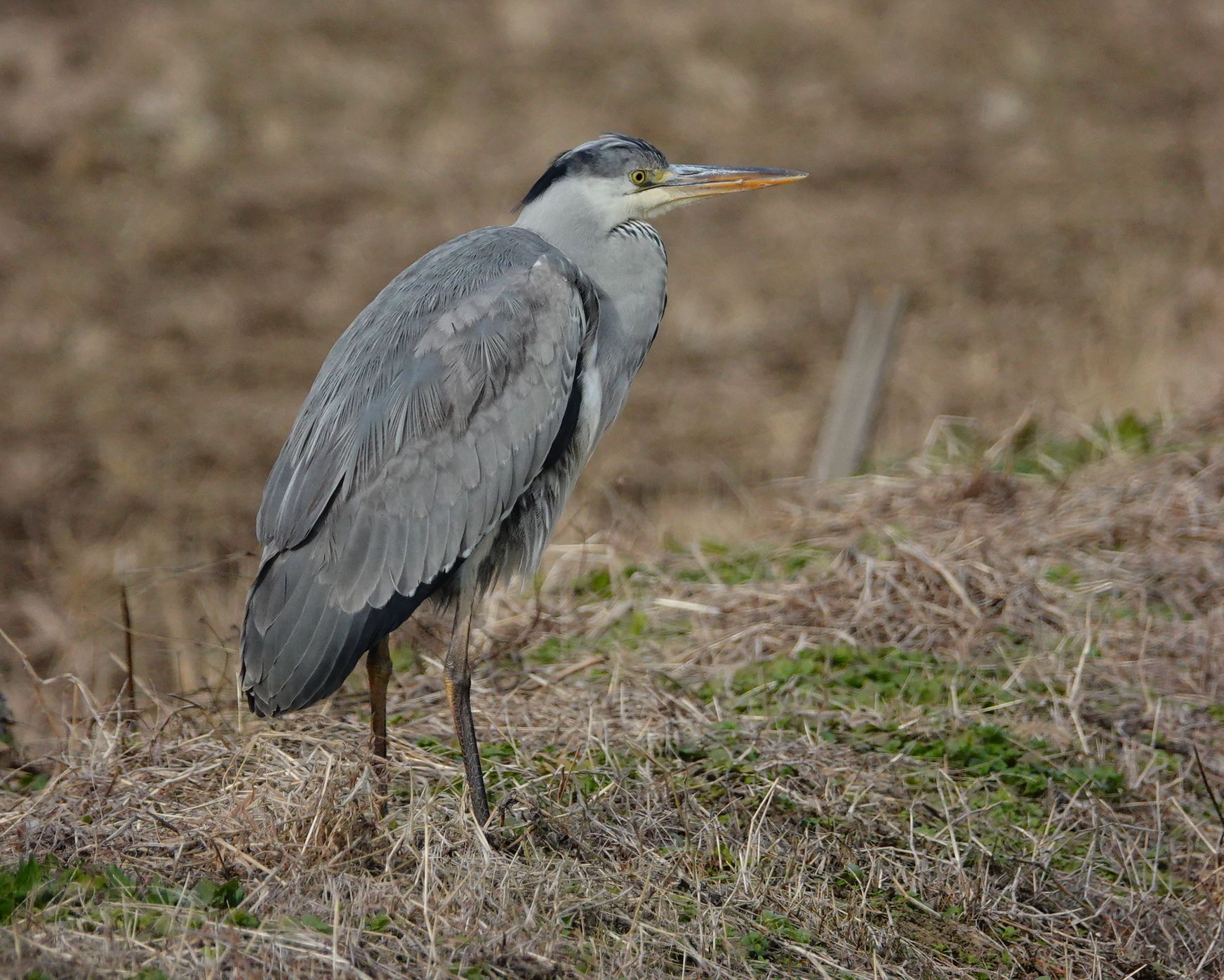 21ページ目の 野鳥 アウトドア親爺の徒然日記 楽天ブログ