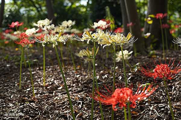 ヒガンバナ（彼岸花、ヒガンバナ科）