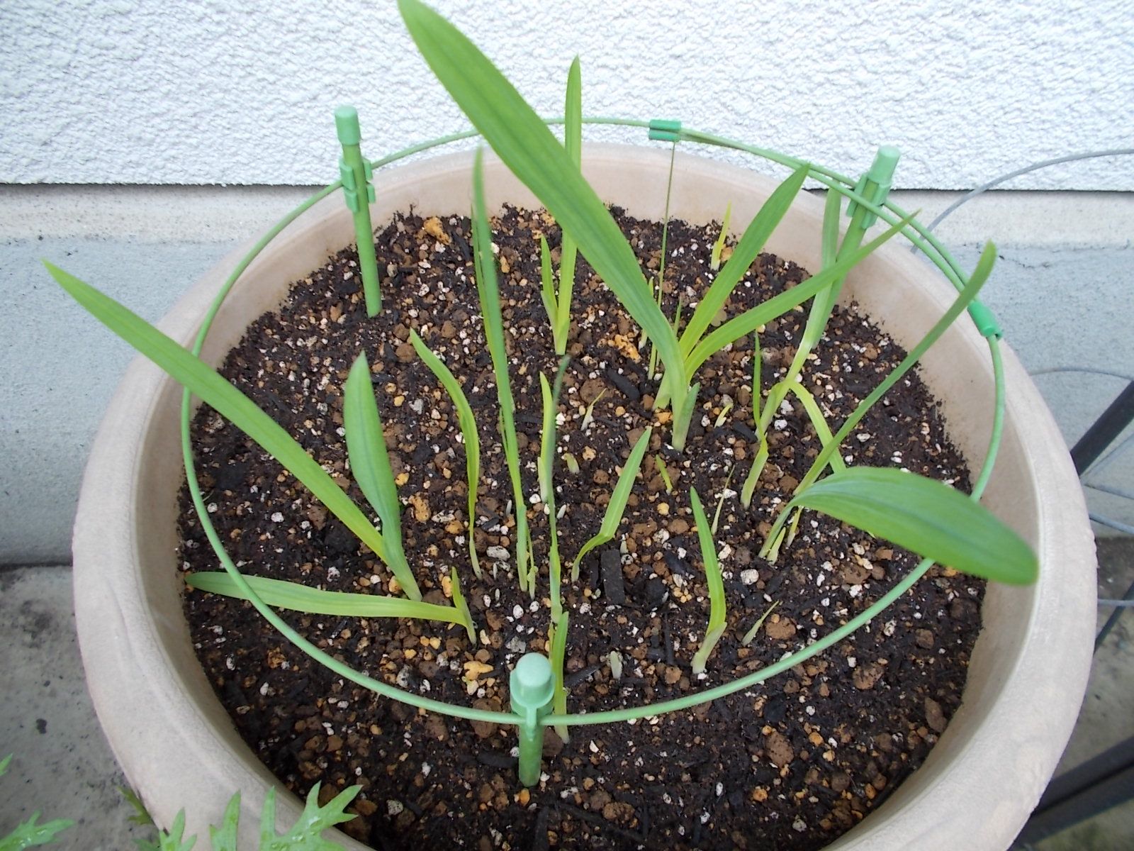 フリージアの芽が大分出てきました バラを咲かせることが好き 楽天ブログ