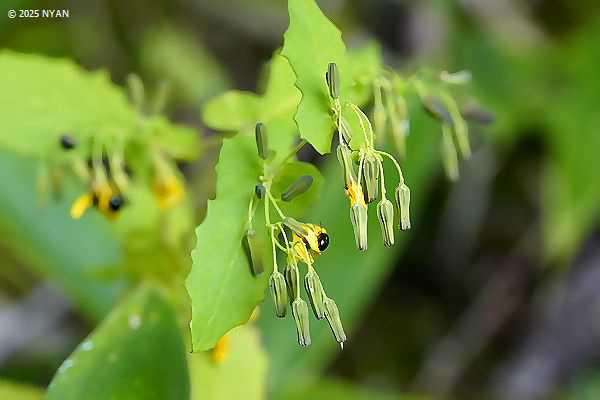 ヤクシソウ（薬師草、キク科）