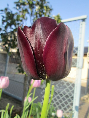 IMG_2393.jpg