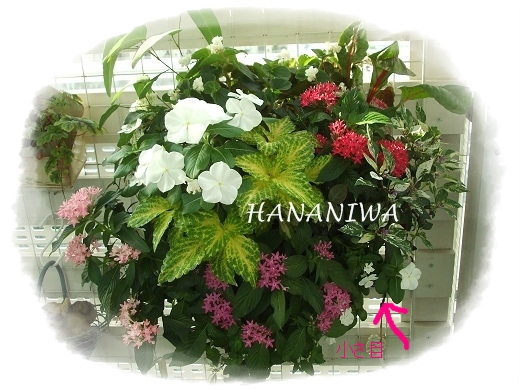 2012_0906トレッサ用寄せ植えとクレマチスの講座とカ0003.JPG