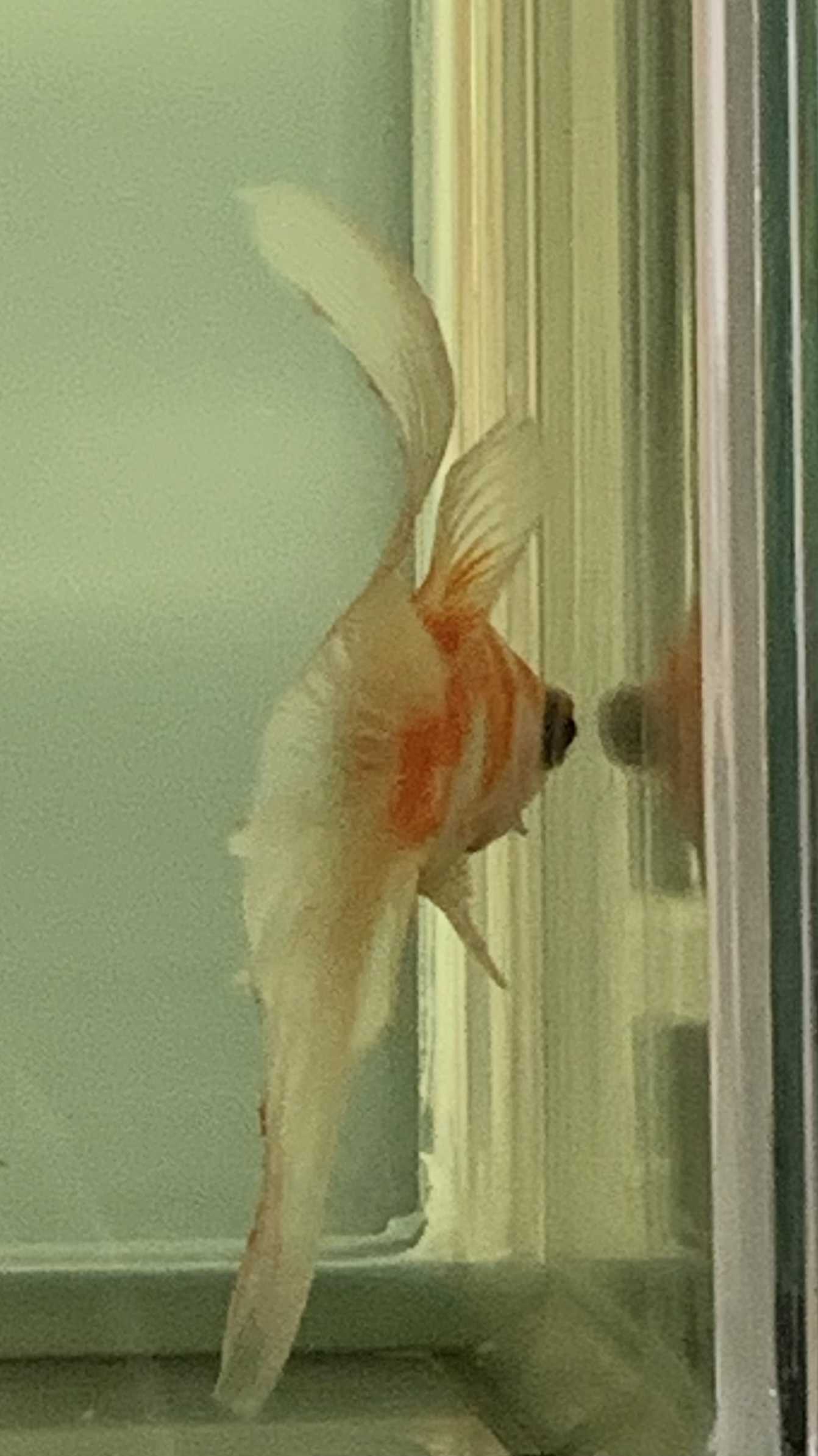 金魚 尾ぐされ病 8日目 きんぎょとめだかのaquarium 楽天ブログ