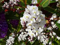 3月16日の誕生花 スペアミントの花言葉「爽快感」、マイルド