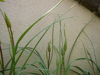P1270648ss.jpg