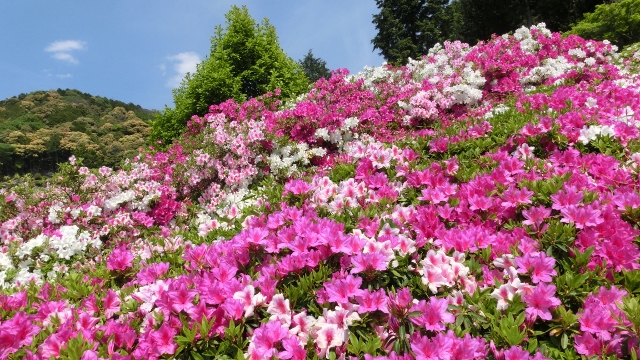 ２０１４　三室戸寺のつつじ　その３