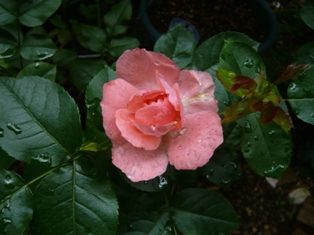 f0.jpg