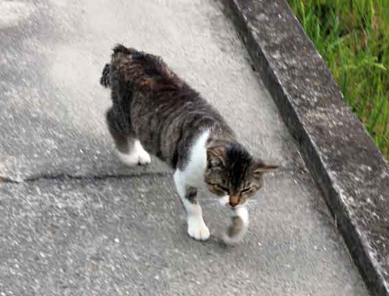 我が家のニャンコ♪2013/10/20-3