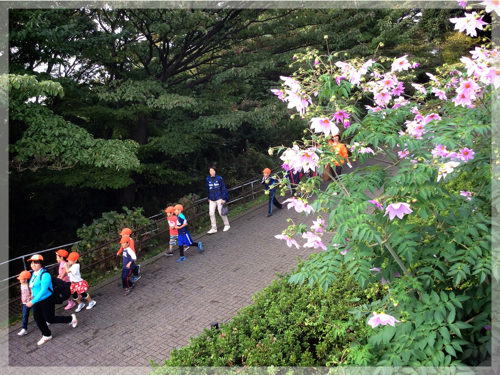 本牧山頂公園の皇帝ダリア