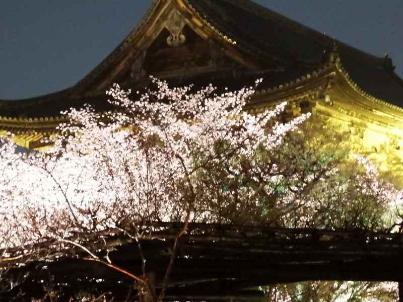 雨の中の夜桜見物 その２ 京都 東寺のライトアップ お散歩うさぎさんのブログ 京都 いろ色 楽天ブログ
