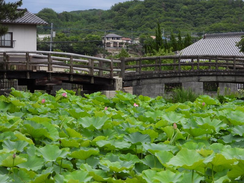 岡山市北区 高松城跡公園 | てっちゃんのフォトだよりでーブログ - 楽天ブログ