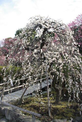 池上梅園