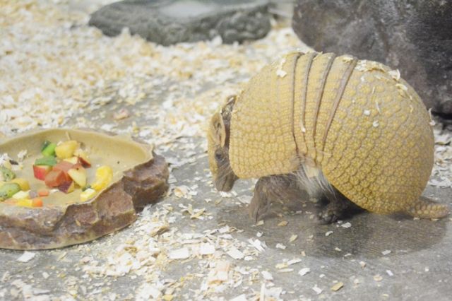 アルマジロは鎧を着て身を守っている 私設見逃してもいい動物園 楽天ブログ