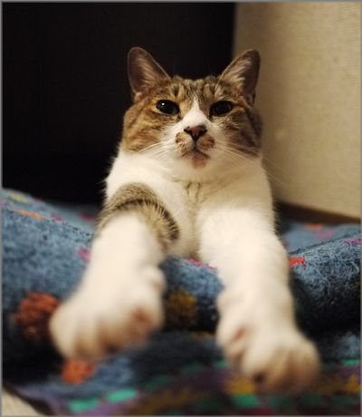 パッチリ