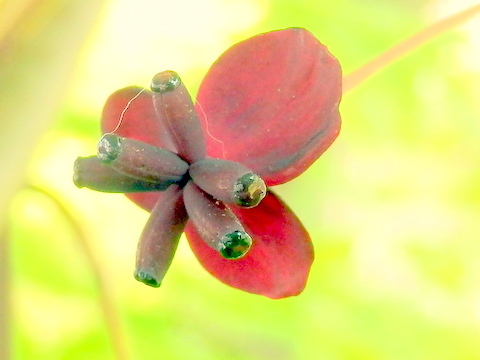 アケビの花一輪