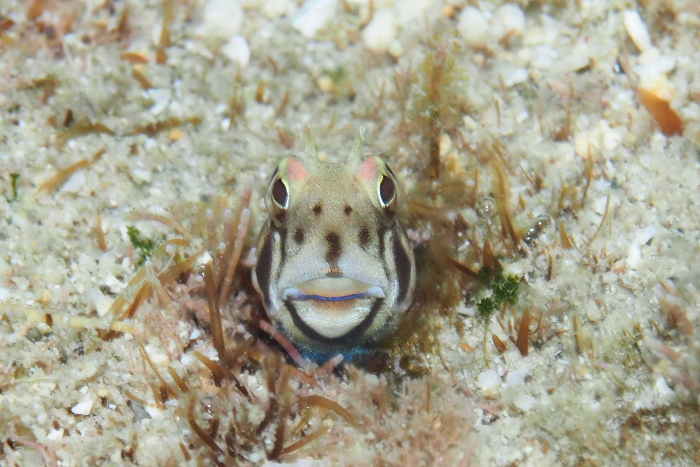 エリグロギンポ 婚姻色 デコボコ潜水 楽天ブログ