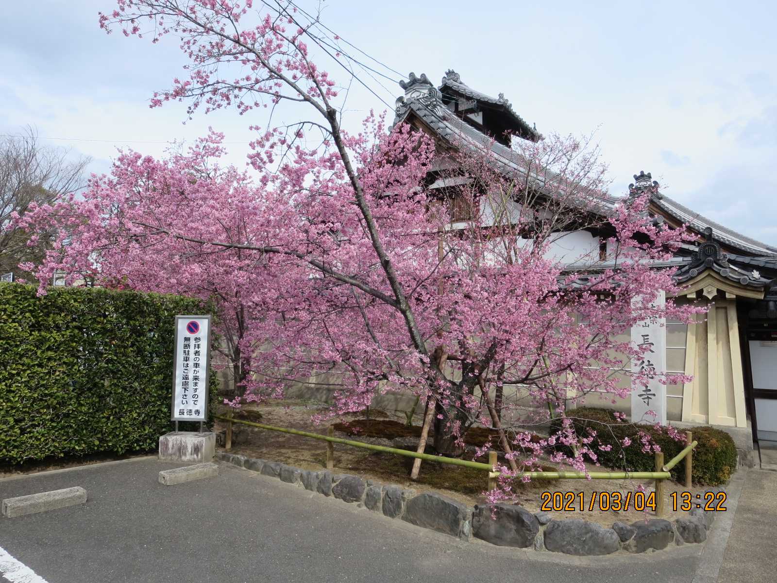 京都 出町柳 長徳寺 桜便り そぞろ歩きモーメントのブログ 楽天ブログ