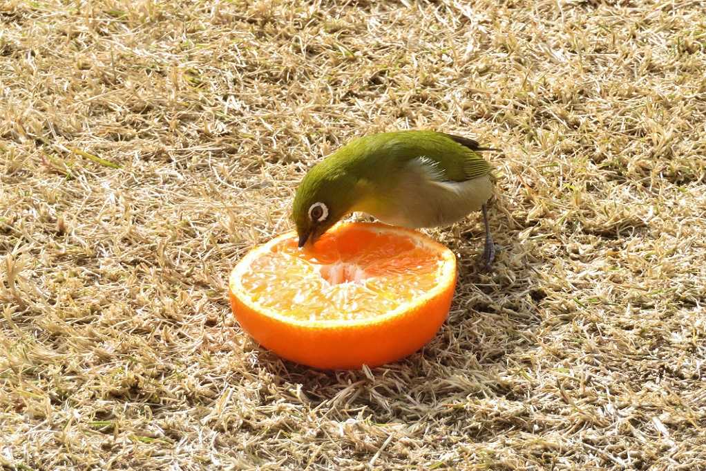 庭の鳥;蜜柑メジロ♂♀、仲良しメシロ。 | 大分金太郎の花鳥蝶月 - 楽天ブログ
