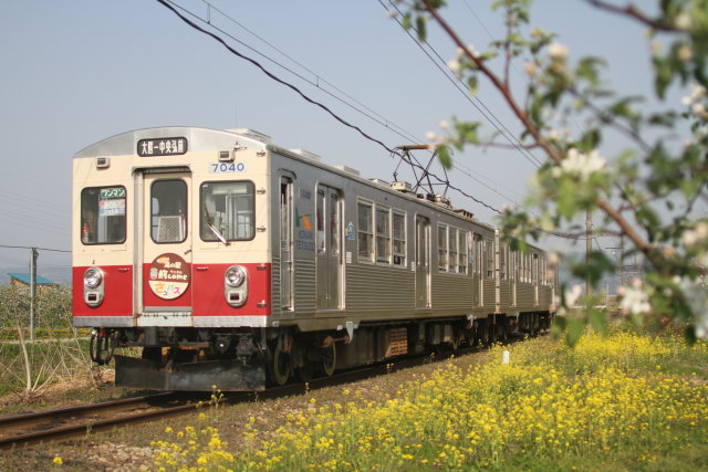 菜の花 林檎の花咲く 弘南鉄道2