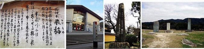 飛梅説明版　大宰府宝物殿　都府楼跡