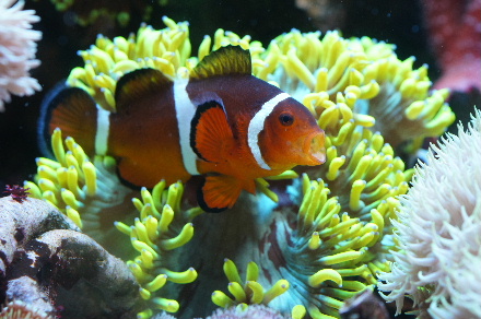 2015_0214ﾍﾞﾝﾄﾗ､ｳﾐｲﾁｺﾞ､ｱｹﾎﾞﾉ0011.JPG