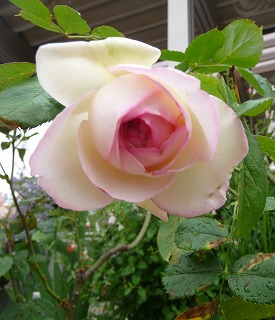 P1020947-ass.jpg