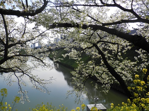 皇居の桜