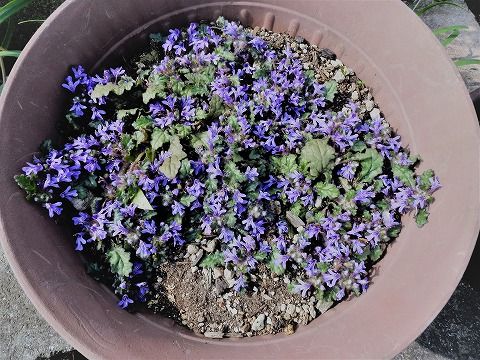 今年もキランソウ シソ科キランソウ属 の花が満開です 三田のいのしし 見て歩き日記 楽天ブログ