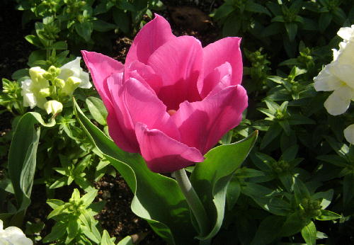 チューリップ３